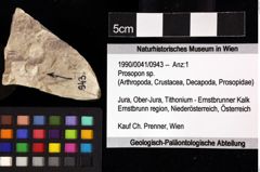 Foto (Objket + Etiketten) von Prosopon sp. 